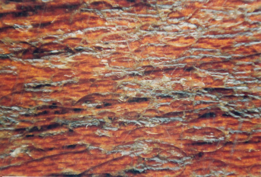 Close up #2 of damage from 30 years of playing, undoubtedly the sixpence is the main offender here causing the fracturing and gouging